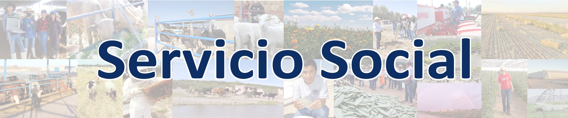 serviciosocial.jpg (577 KB)